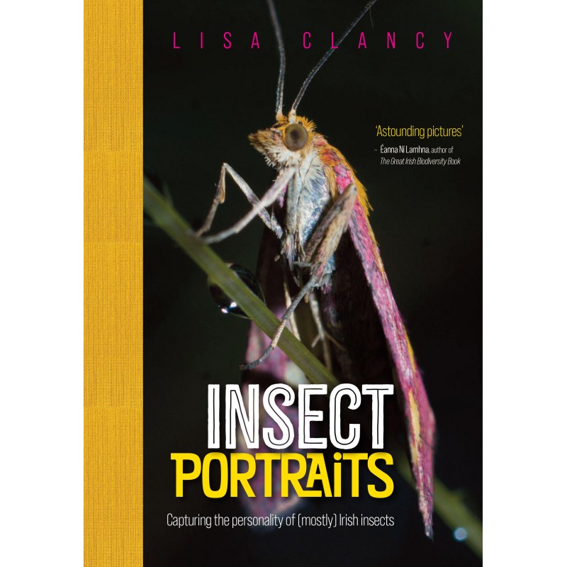 Insect Portraits – Capturing the personality of (mostly) Irish insects